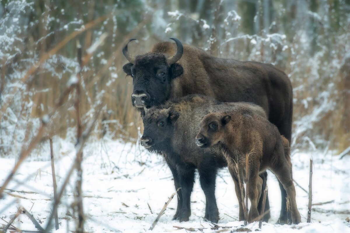 Автор фото Виталий Горшков 