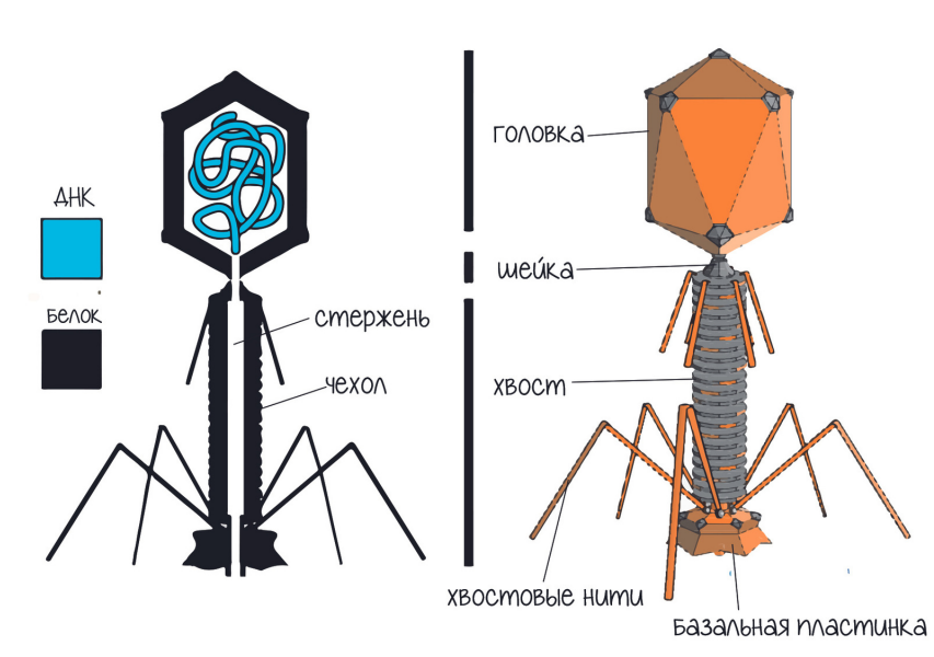 Строение вируса-бактериофага