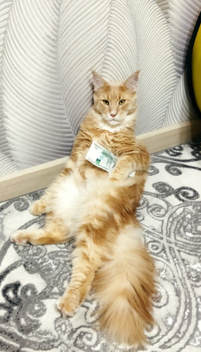Кот автора