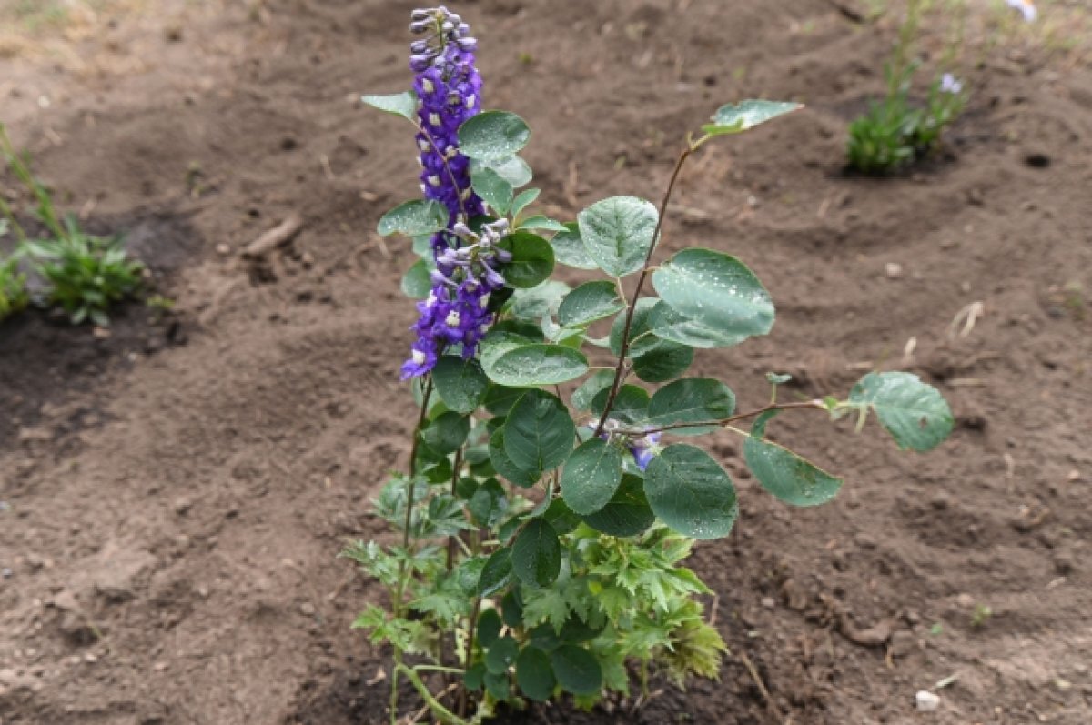    В Томске высадят около 40 деревьев на площади Ленина