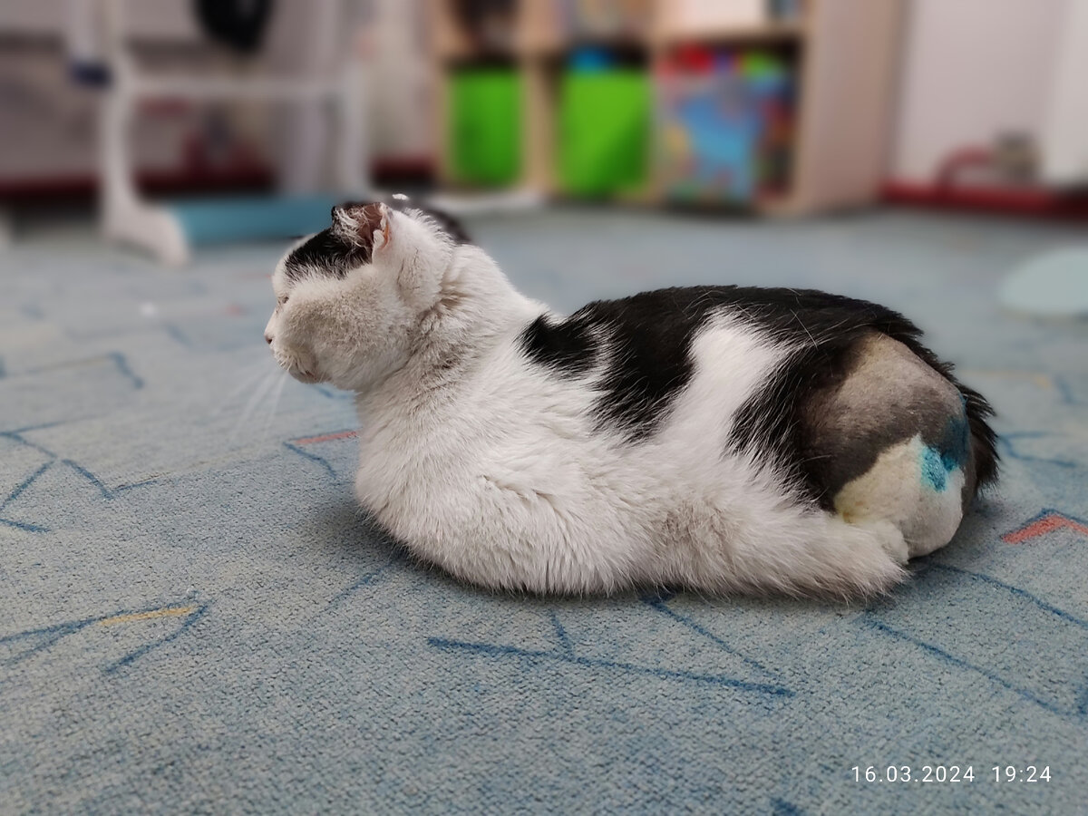 Кот Саша и его лысый кошачий зад. Кто не в курсе, у кота был полный вывих тазобедренного сустава. Оперировали