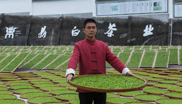 Сушка белого чая под солнечными лучами