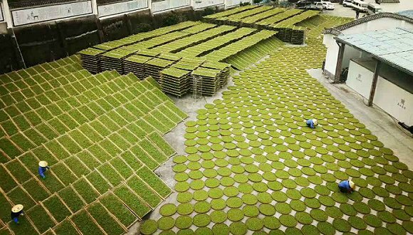 Сушка белого чая под солнечными лучами