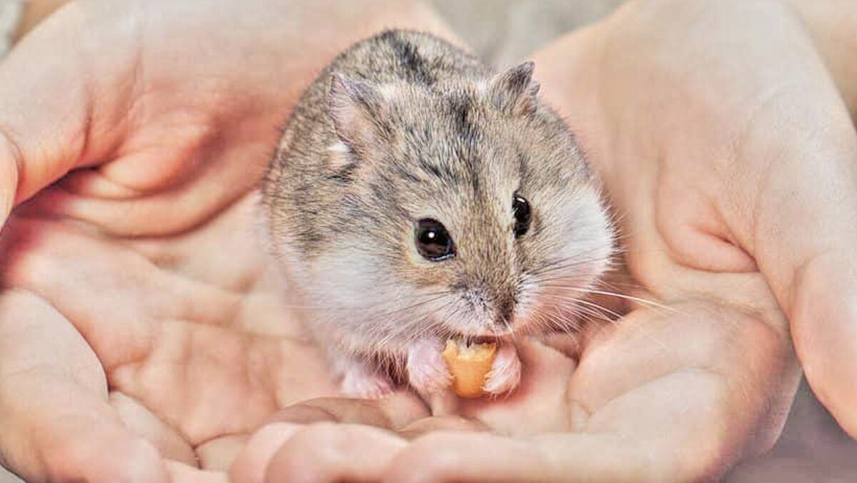 Не торопитесь, главное чтобы хомячок начал Вам доверять