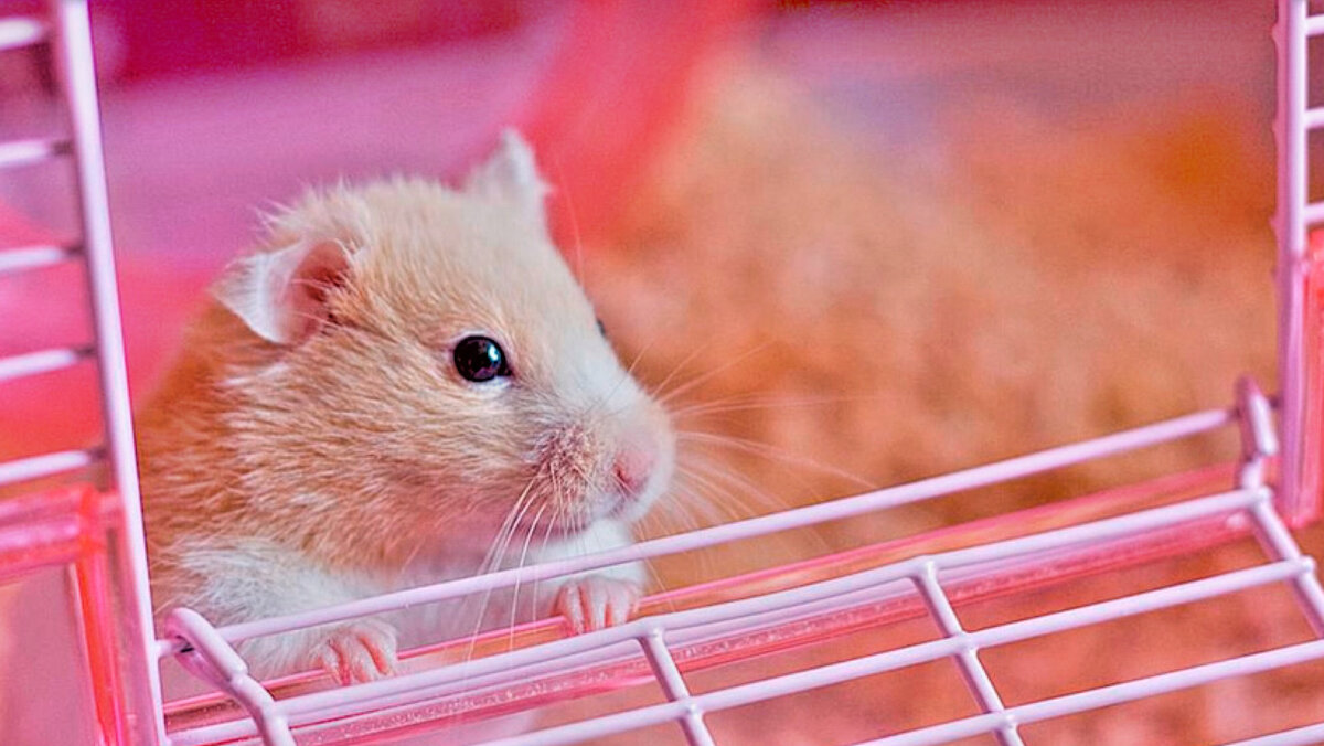 Общайтесь с хомячком ласково через клетку