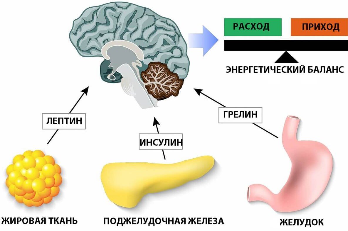 Гормоны ГОЛОДА и НАСЫЩЕНИЯ в практике эндокринолога | Ваш знакомый  эндокринолог | Дзен