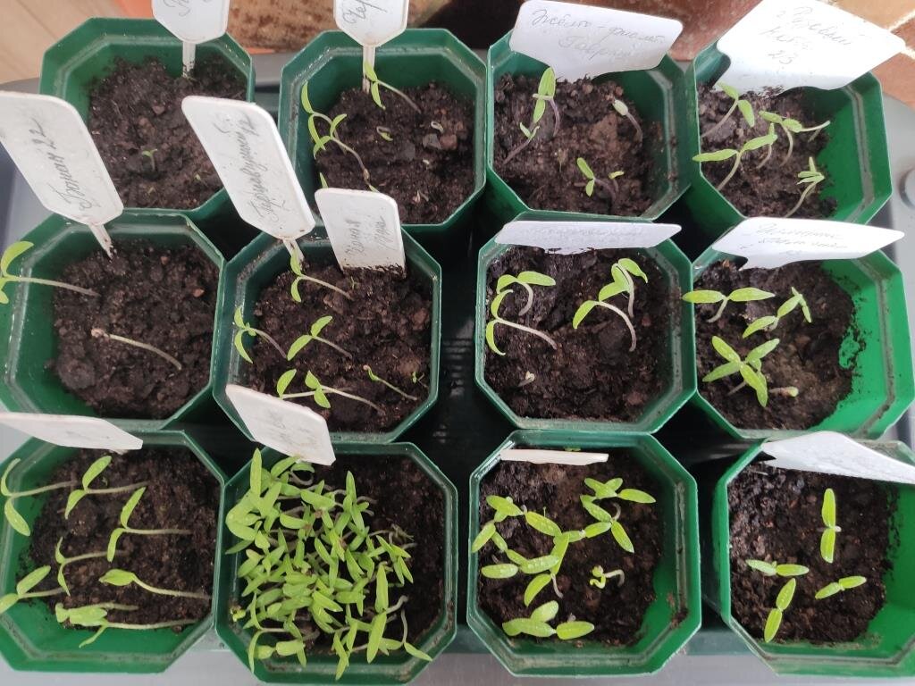 Пророщенные семена томатов. Как проверить семена томатов на всхожесть. Как проверить семена томатов на всхожесть. Срок всхожести семян помидоров. Намачивание семян перца.