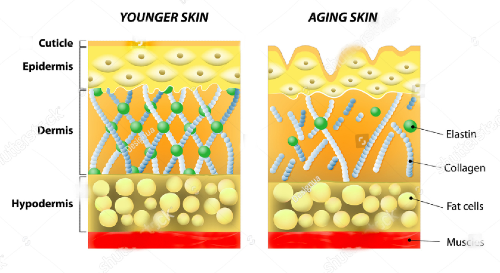 С возрастом уменьшается не только количество коллагена в коже, но и существенное уменьшение коллагена III типа при одновременном увеличении коллагена I типа