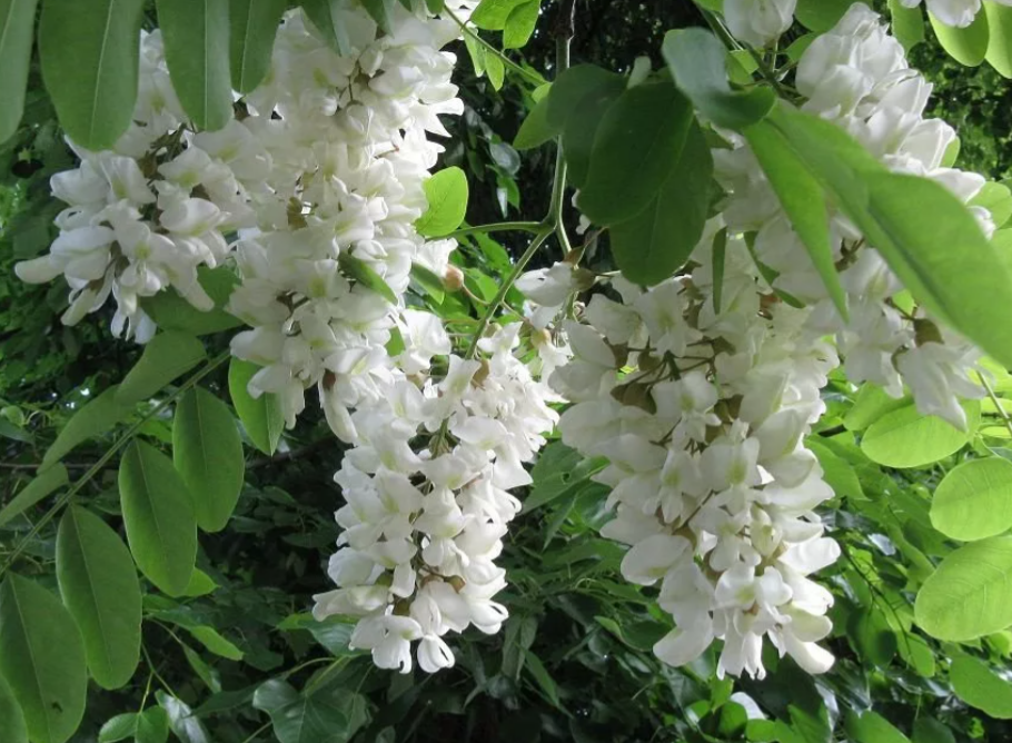 Robinia pseudoacacia. Робиния Лжеакация. Белая Акация Робиния ложноакациевая. Белая Акация (Робиния псевдоакация). Робиния Лжеакация дерево.