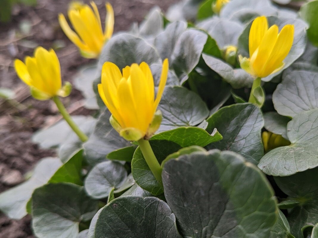 Чистяк весеннийв пасмурный день