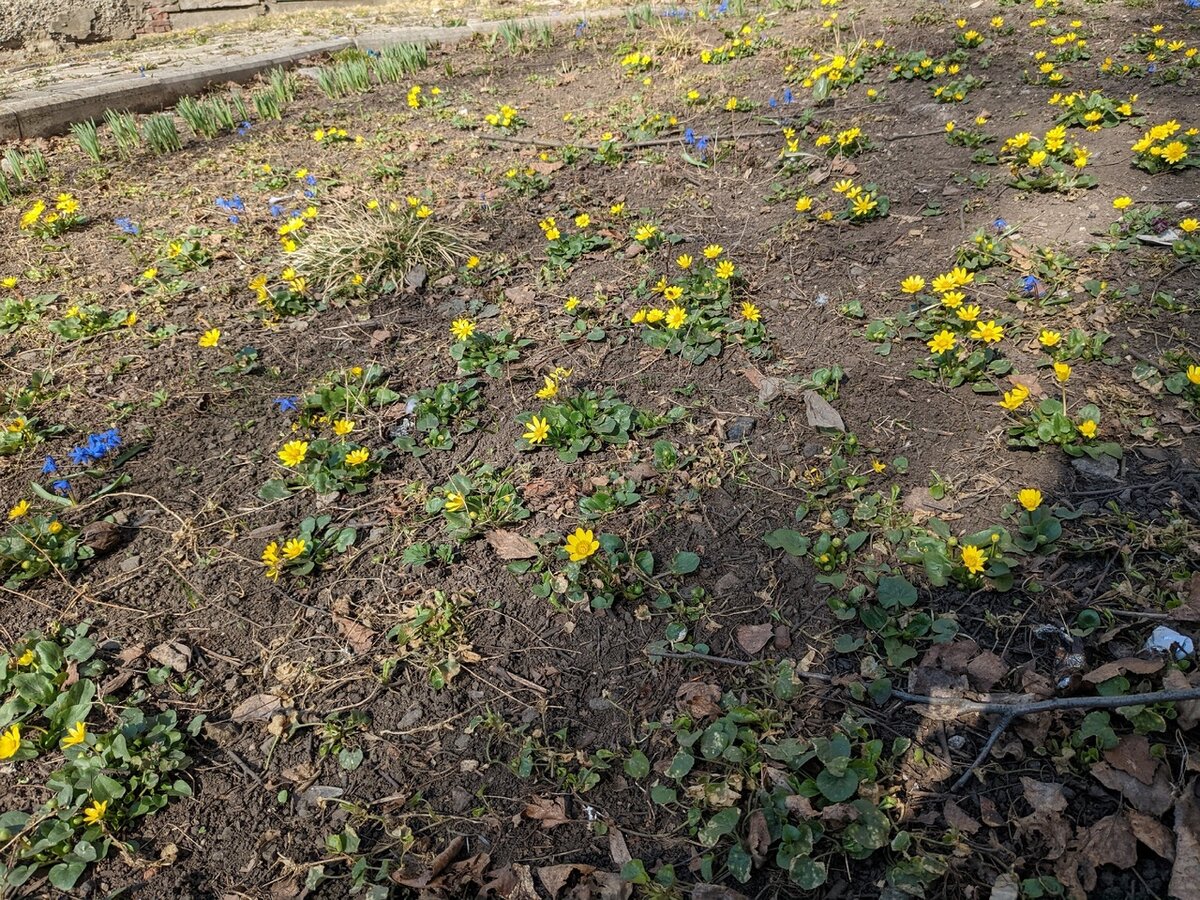 Чистяк и пролеска на газоне возле магазина при доме