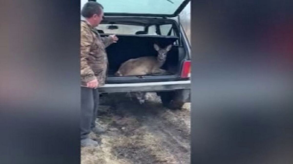    В Курской области косулю спасли от стаи собак