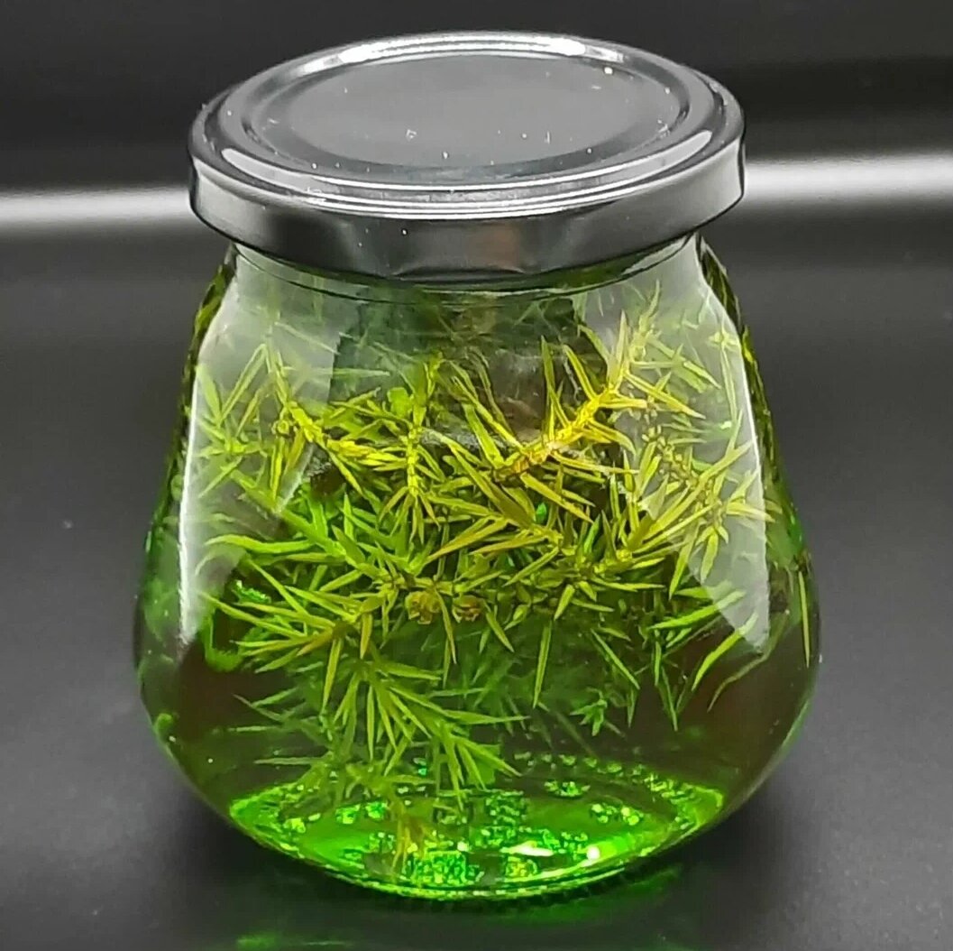 Варенье из можевельника 