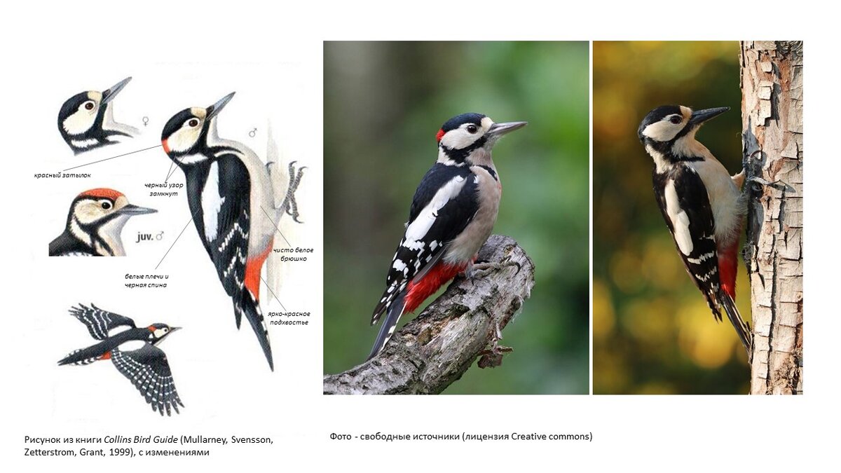 Учимся различать дятлов: Часть 2. Пёстрые дятлы - такие похожие и всё-таки  разные | Пытливые 0+ | Дзен
