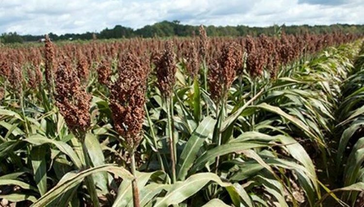    С потеплением климата в Северо-Западном регионе у аграриев растет интерес к суданской траве и сорго-суданским гибридами