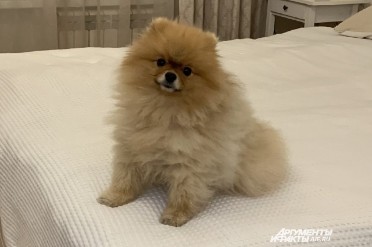    Семейная пара смолян разводилась и делила домашних животных через суд