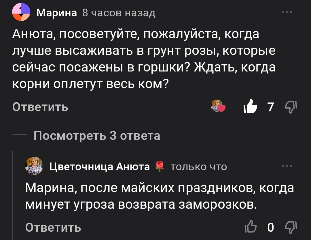 Вопросы - ответы про розы. 02.04.2024 г. Часть 184 | Цветочница Анюта 🌹 |  Дзен