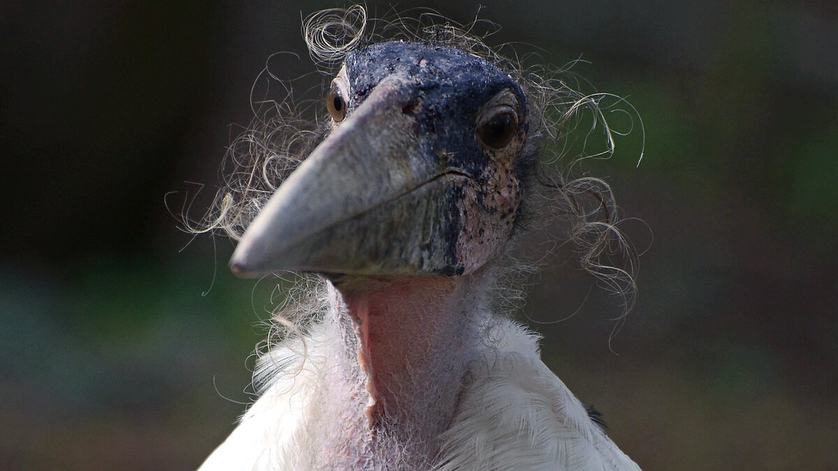 крупная птица 6. птица андский кондор. андский кондор гарпия. крупная птица 6. крупная птица 6.