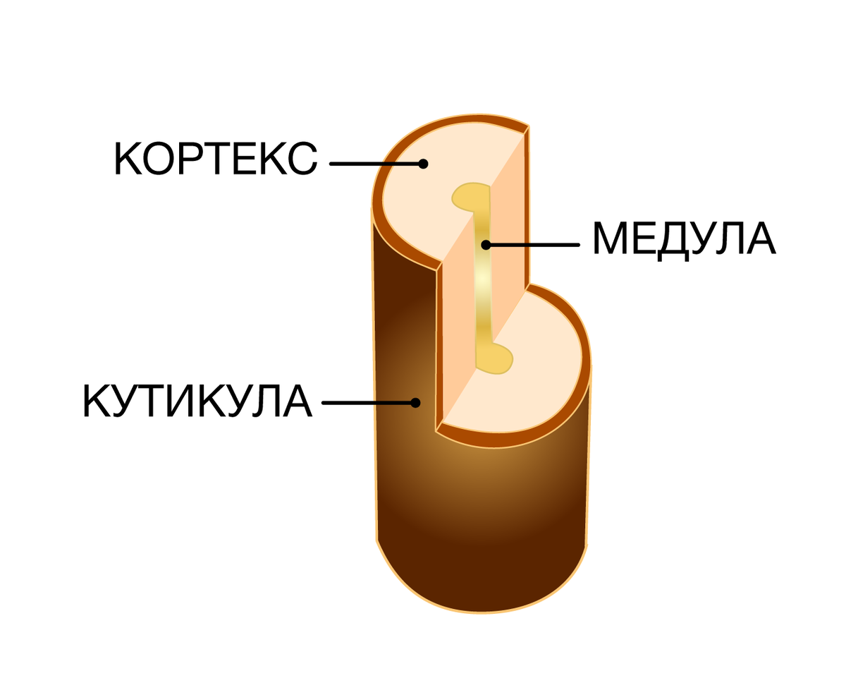 Строение волоса
