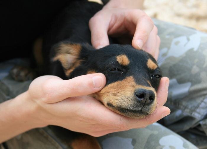 форум пород собак. американский стаффордширский терьер отличие. перечень пород собак. породы собак в таблице. потенциально опасные породы собак 2021 список.