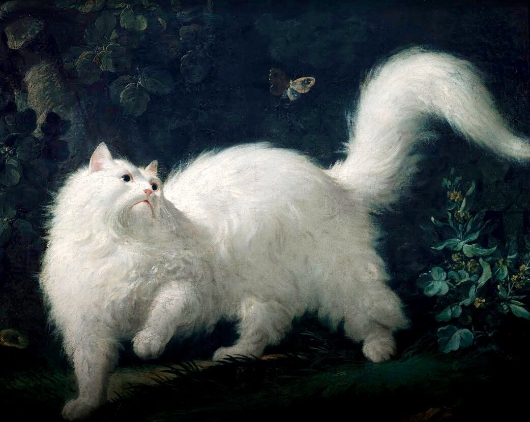 Белая ангорская кошка в погоне за бабочкой. 1761г.