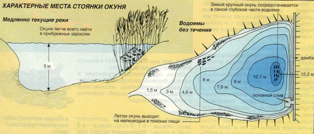 места стоянки окуня зимой, места обитания окуня зимой, схема поиска окуня зимой, места стоянки окуня на реке