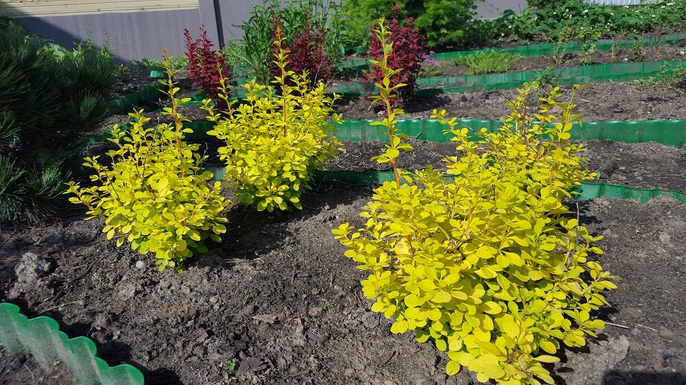 Молодой маточник барбарисов