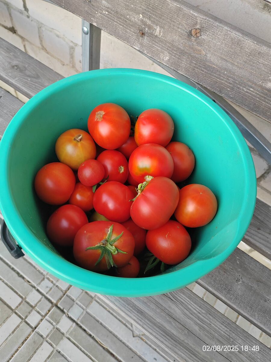 Урожай с двух кустов томатов: один Монгольский карлик и один Березинские. Ведро 12 литров