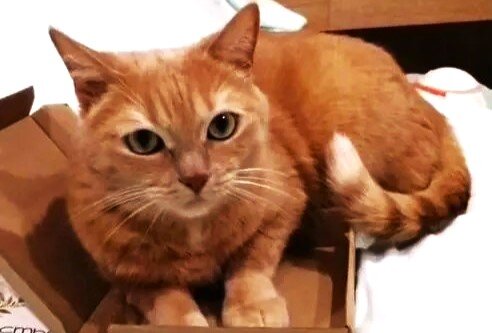 Фото из объявления в сервисе "Авито