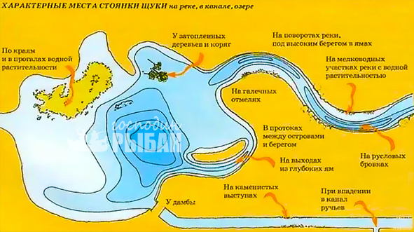 Ловля крупной щуки на Нижней Волге и Ахтубе Где и как поймать крупную щуку на Ах