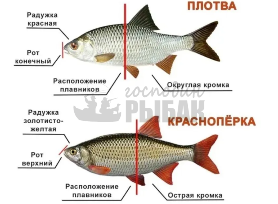 Красноперка и плотва различия. Сорожка плотва красноперка. Плотва и вобла и красноперка отличия. Чебак красноперка плотва. Плотва чебак красноперка отличия.