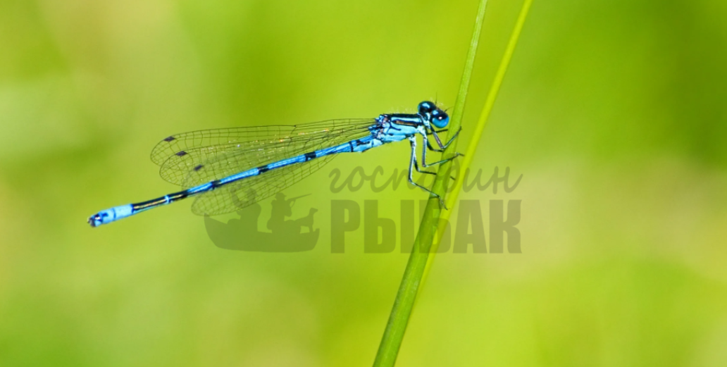 La libellule. Coenagrion ornatum. Libellule актриса. Libellule actress