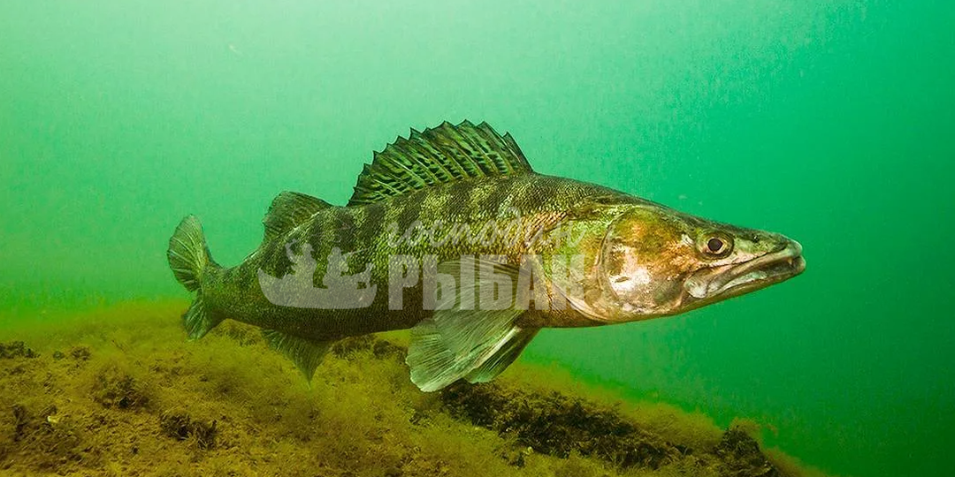 Искусство ловли судака. Особенности и секреты успешной рыбалки