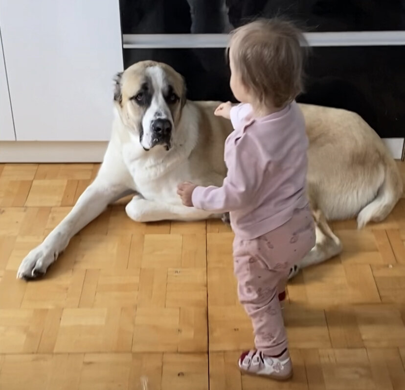 Даже собакен вчера устал и лежал, а Саня неееееет😅