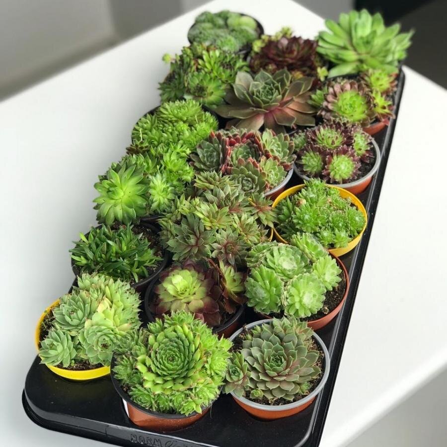 Суккулент микс 8/10 в горшке