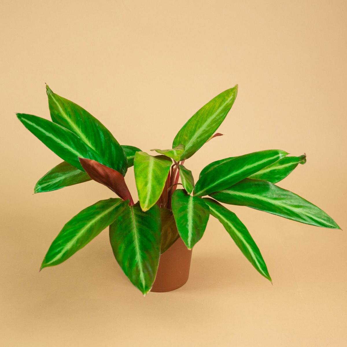 Калатея 17/65