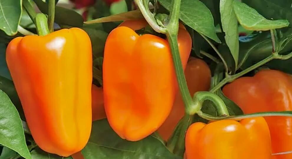 Перец омброне f1. Перец сладкий дионис. Суперранний сорт перца сладкого. Лучшие сорта перца сладкого для подмосковья. Лучшие сорта перца сладкого для подмосковья.