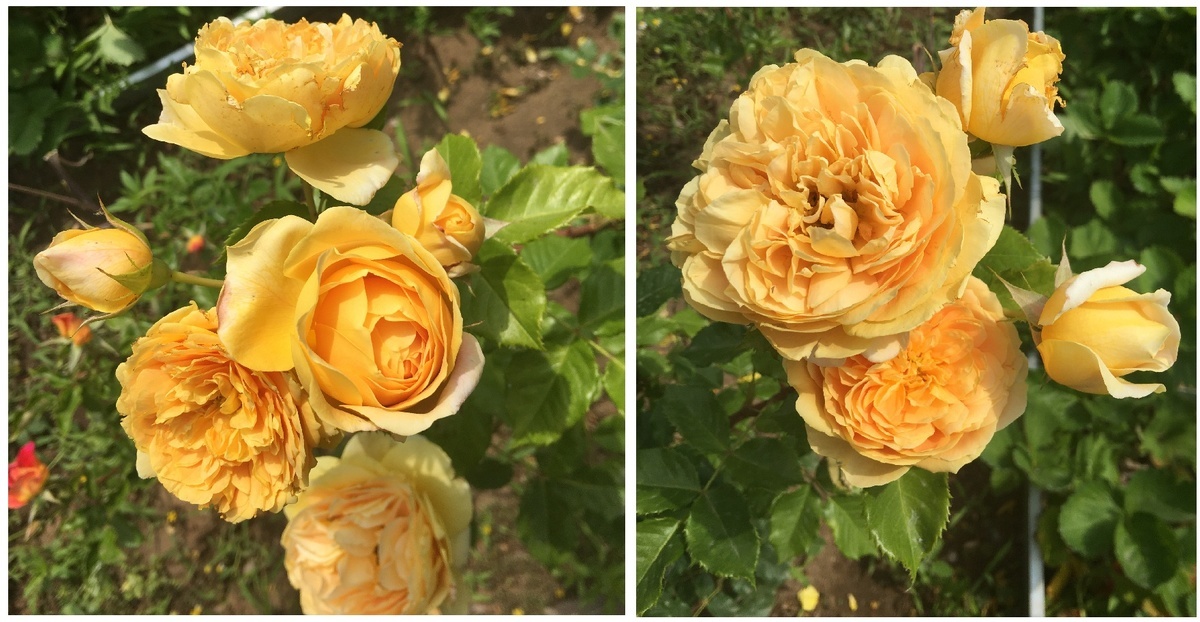 фотоколлаж Екатерины