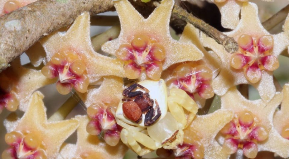   Shi- Mao Wu and Jiang- Yun Gao / Frontiers in Ecology and the Environment, 2024