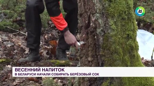 В Беларуси начали собирать березовый сок