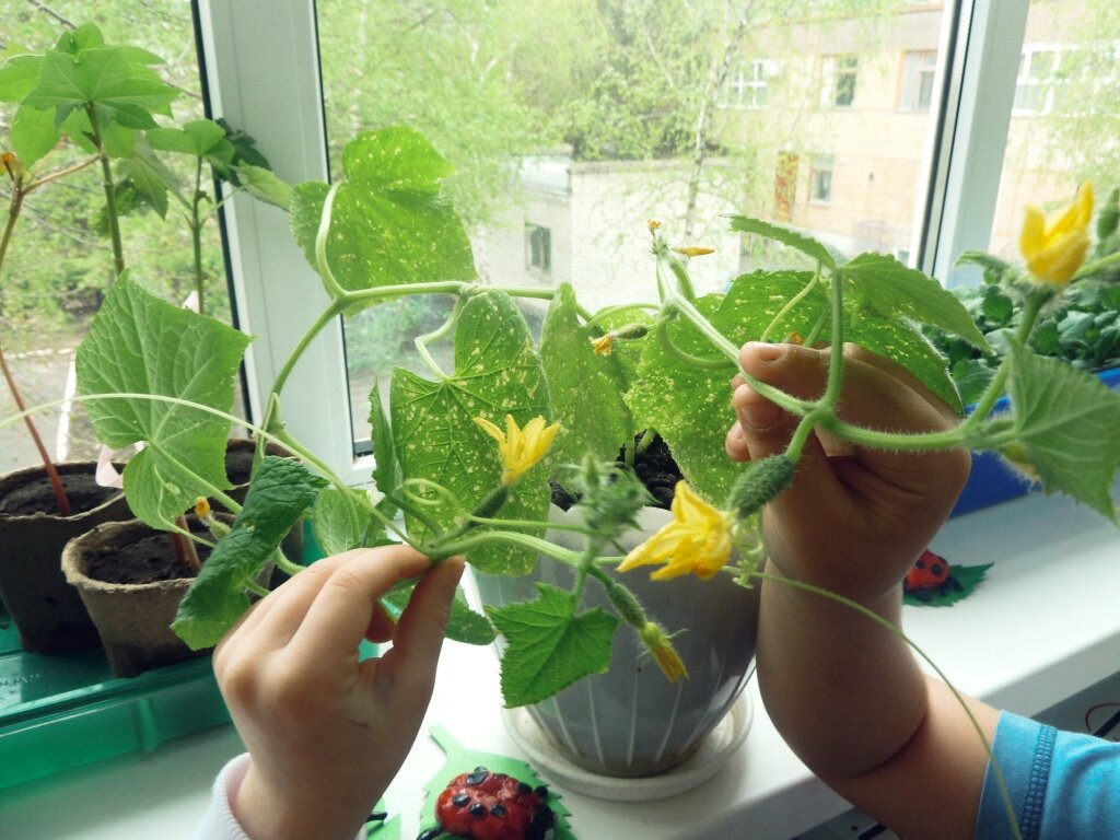 фото взято с "Яндекс.Картинки"