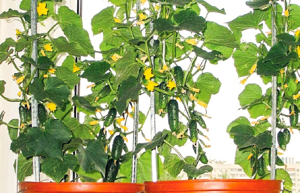 фото взято с "Яндекс.Картинки"