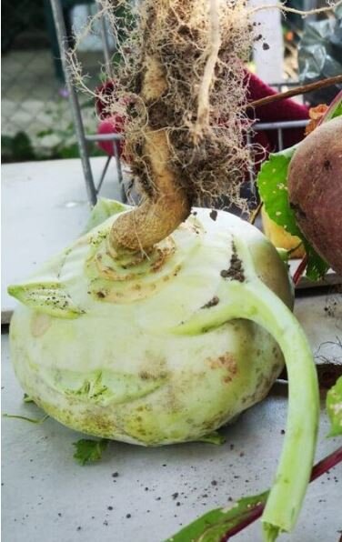 Соседкина кольраби, угощала год назад