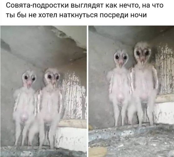 Смешные ошибки т9. Шутки про т9. Приколы с т9 на телефоне. 9 про смешных. 9 про смешных.