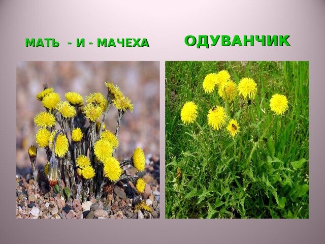 Кто не держит слово цитата. Стихотворение спасибо милый папочка что ты достался мне. Единственное с кем нужно себя сравнивать. Древняя русь восточные славяне. Как жив крепок.