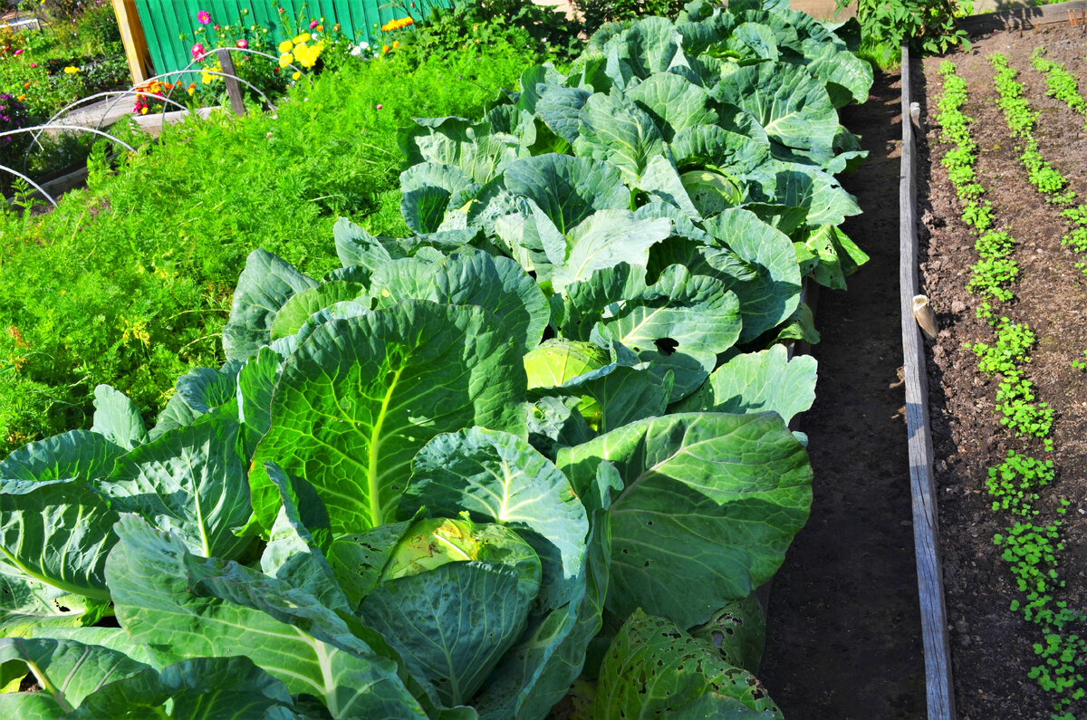 Грядки с овощами