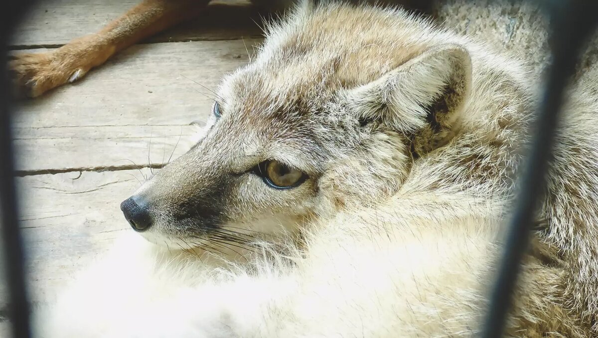     В марте в двух районах Удмуртии зарегистрировали новые случаи бешенства. Переносчиками стала зараженные лисицы. Об этом сообщила пресс-служба ГУ ветеринарии республики.