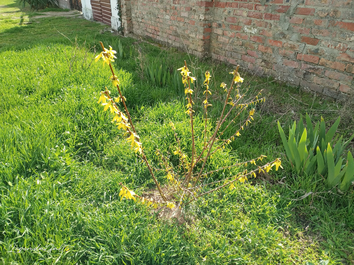 Пока Олег выгонял машину, я успела сфотографировать форзицию