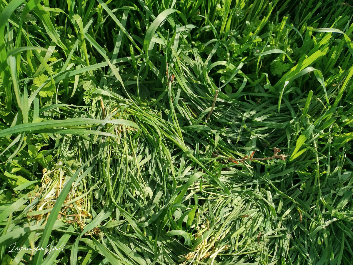 Оборвать траву вокруг малюсенького кустика вейгелы, накидала вокруг него