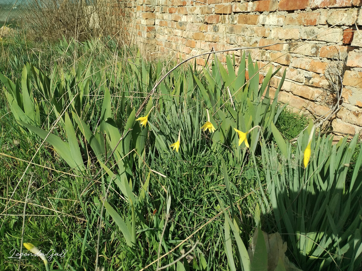 И даже успела заснять первые распустившиеся на улице нарциссы.